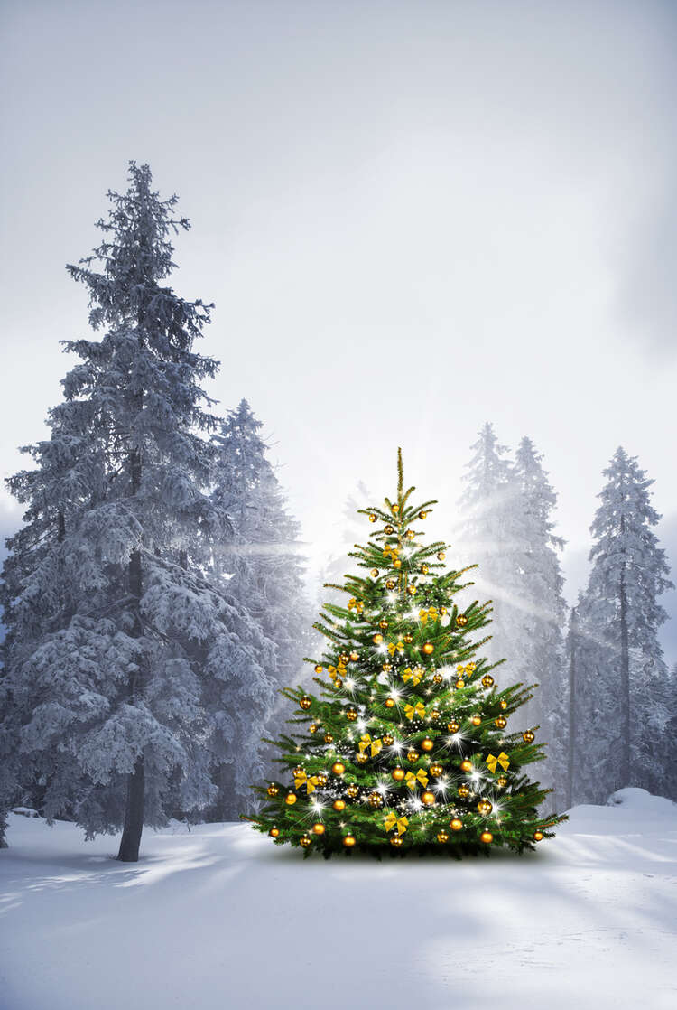 Frohe Weihnacht